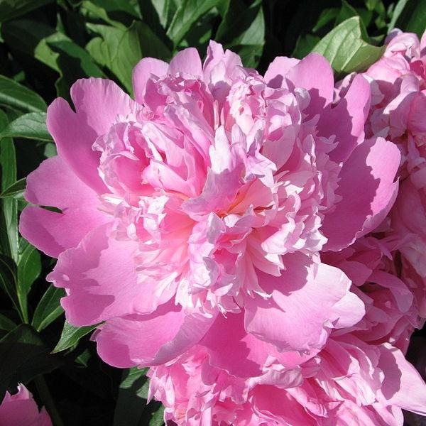 Peony, Monsieur Jules Elie Peony