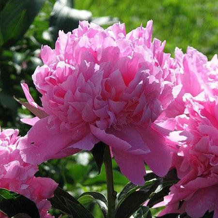 Peony, Monsieur Jules Elie Peony - Image 2