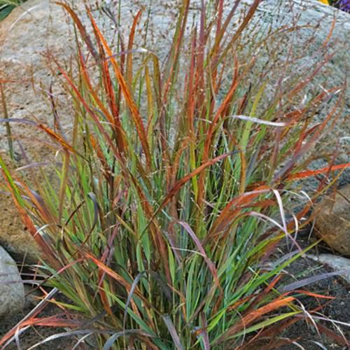Grass, Prairie Winds® Cheyenne Sky Switch Grass - Image 4