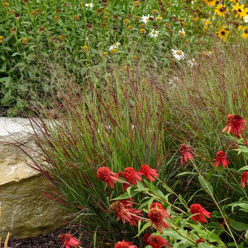 Grass, Prairie Winds® Cheyenne Sky Switch Grass - Image 5