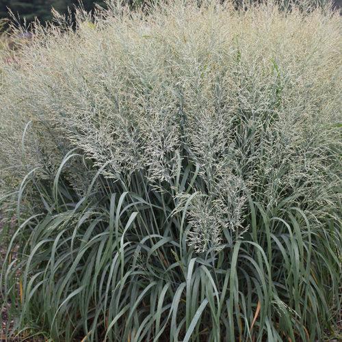 Grass, Prairie Winds® Niagara Falls Switch Grass