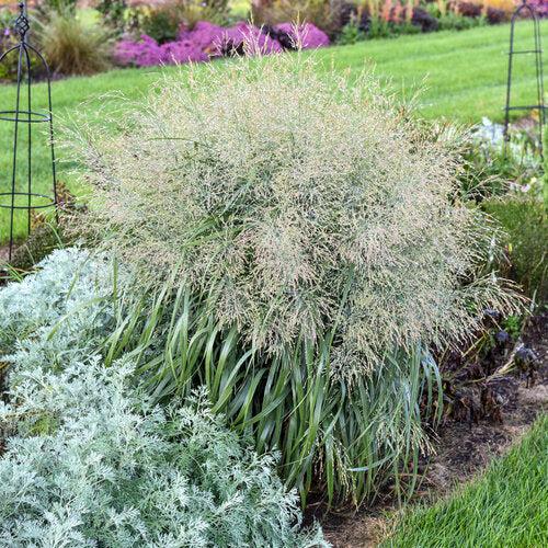 Grass, Prairie Winds® Niagara Falls Switch Grass - Image 2