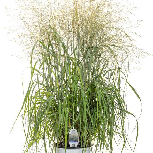 Grass, Prairie Winds® Niagara Falls Switch Grass - Image 3