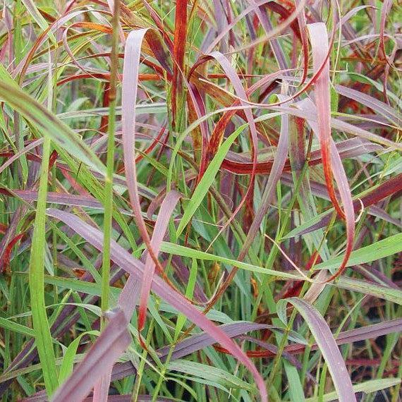 Grass, Ruby Ribbons™ Switch Grass