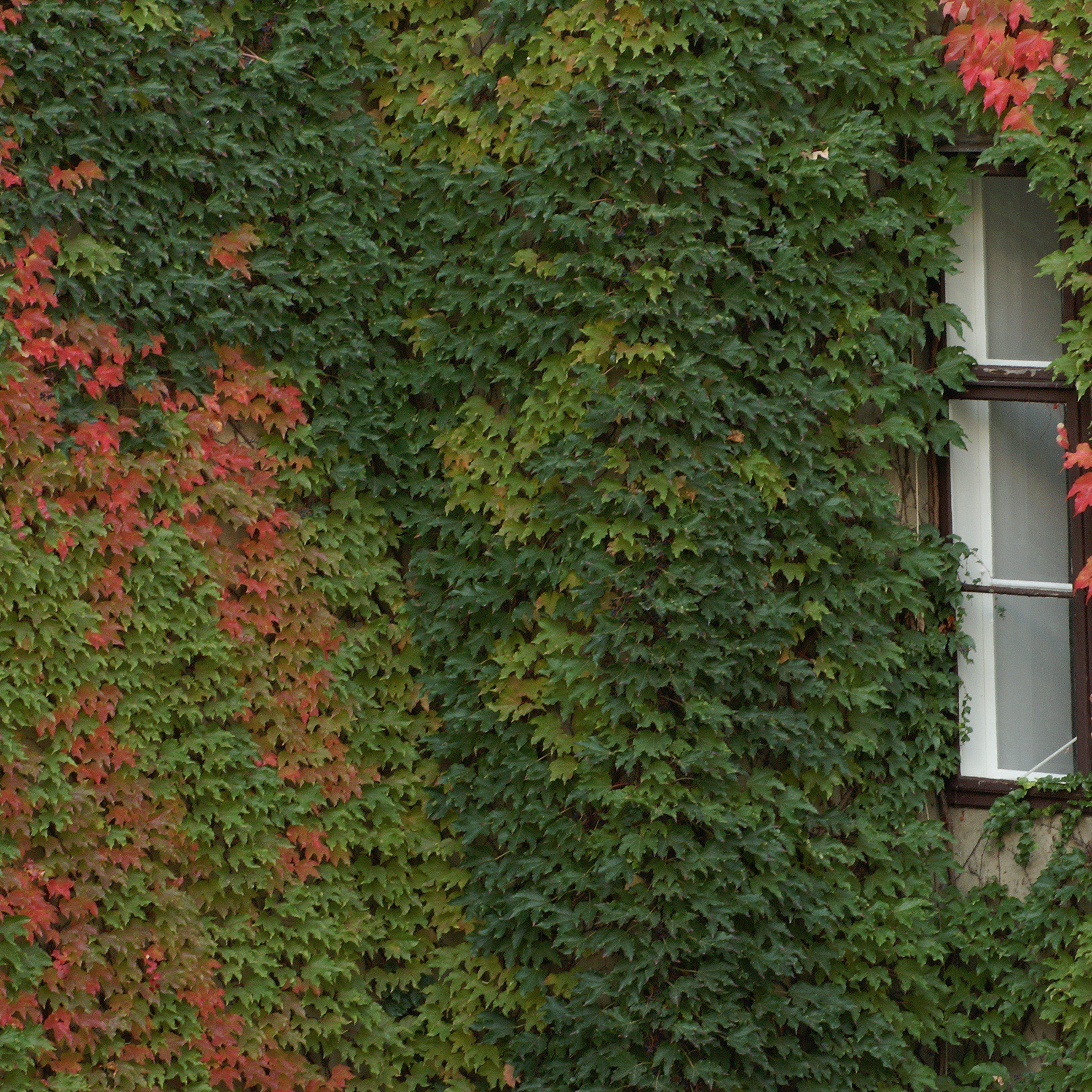 Ivy, Boston Ivy