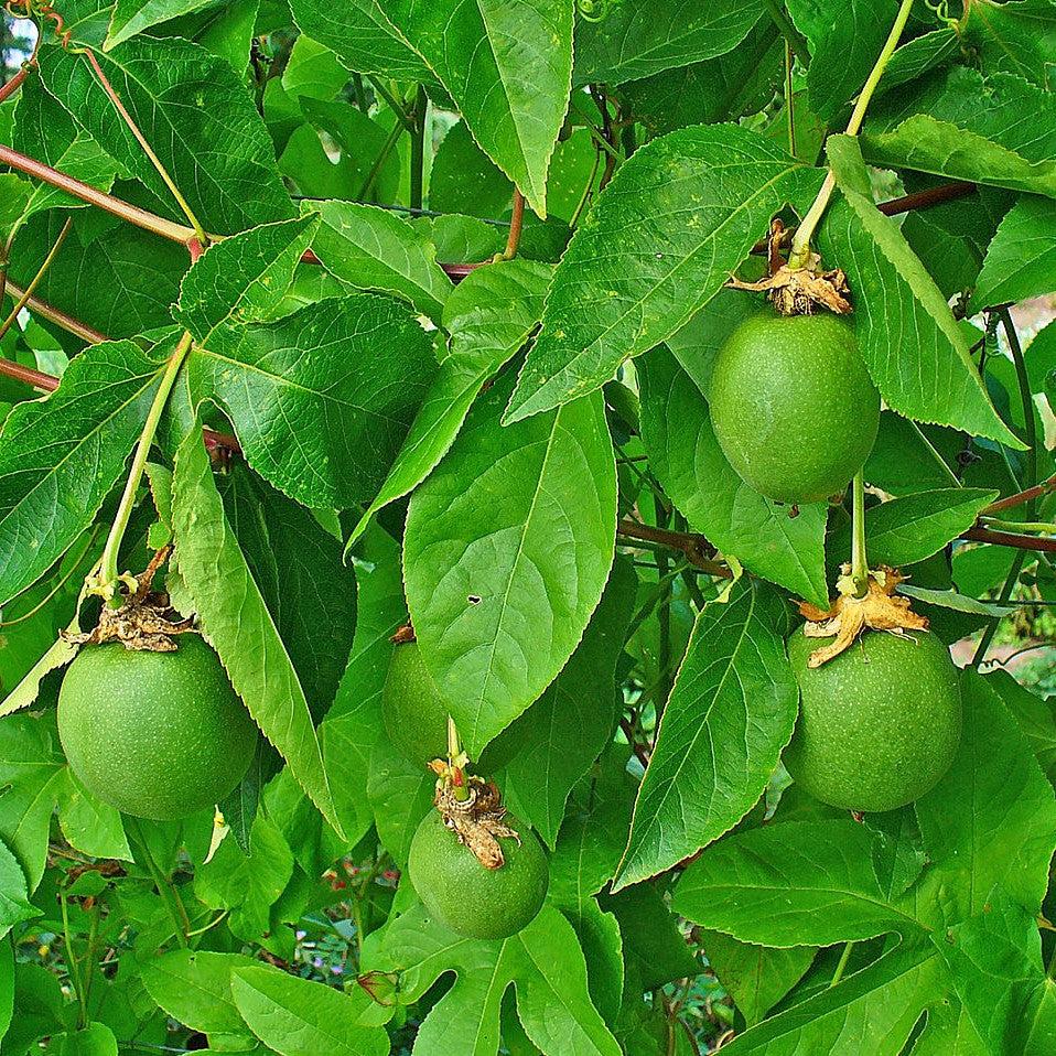Passion Flower, Maypop - Image 3