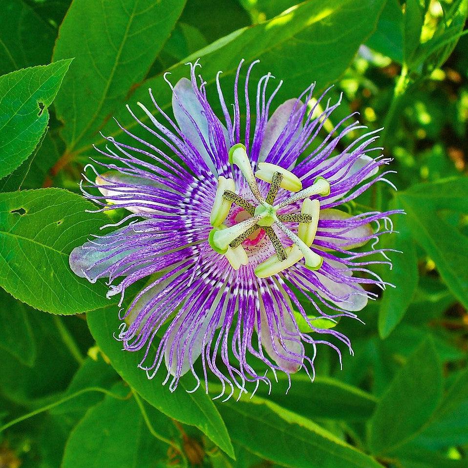 Passion Flower, Maypop - Image 4