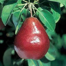 Pear, Red D'Anjou Pear - European Pear, 7 gal