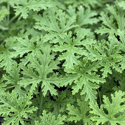Scented Geranium, Citronella Scented Geranium - Image 2