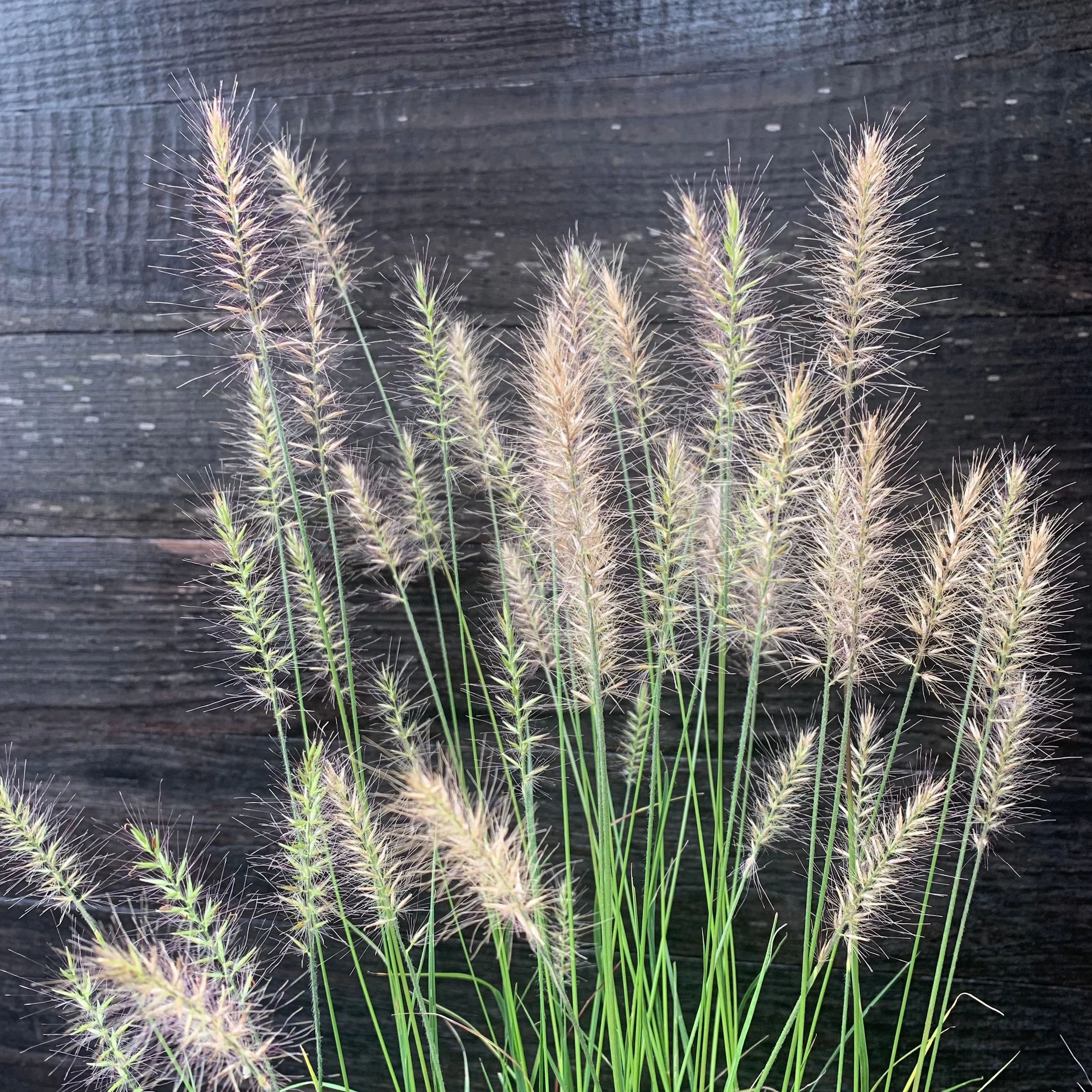 Grass, Hameln Fountain Grass - Image 10