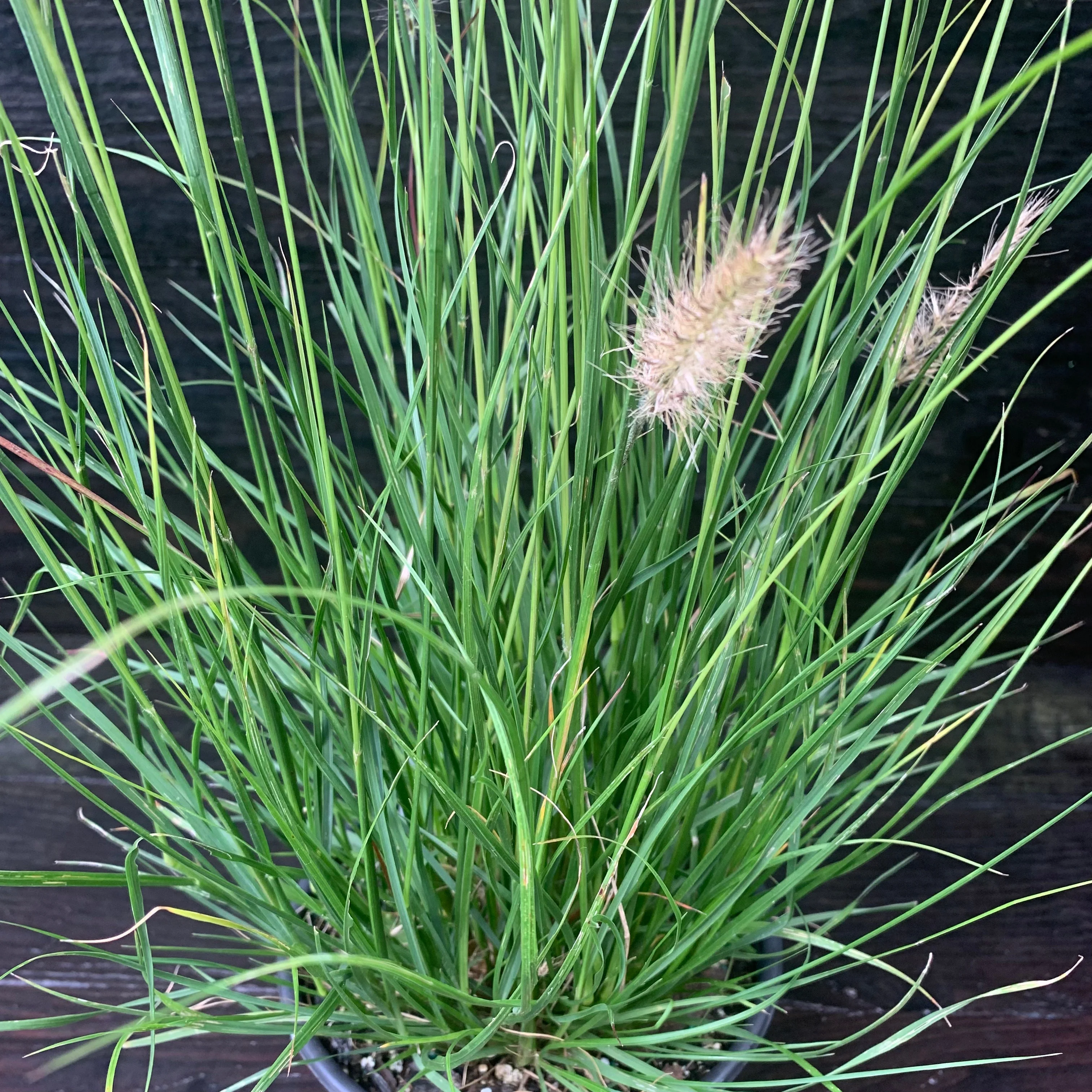 Grass, Hameln Fountain Grass - Image 11