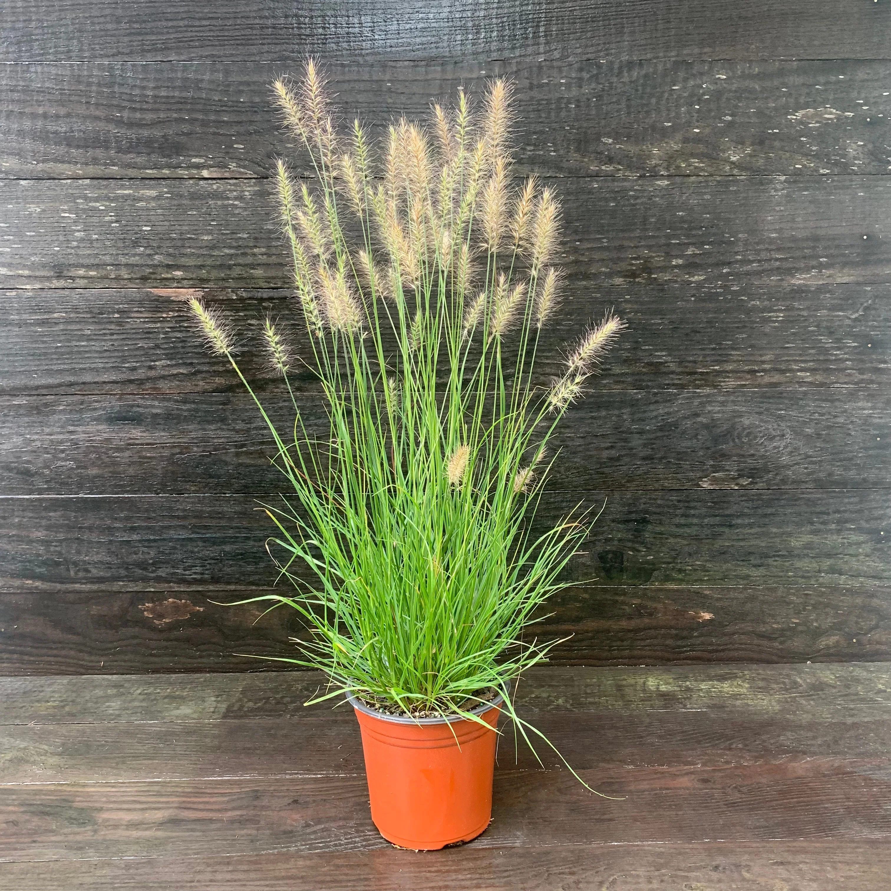 Grass, Hameln Fountain Grass - Image 2