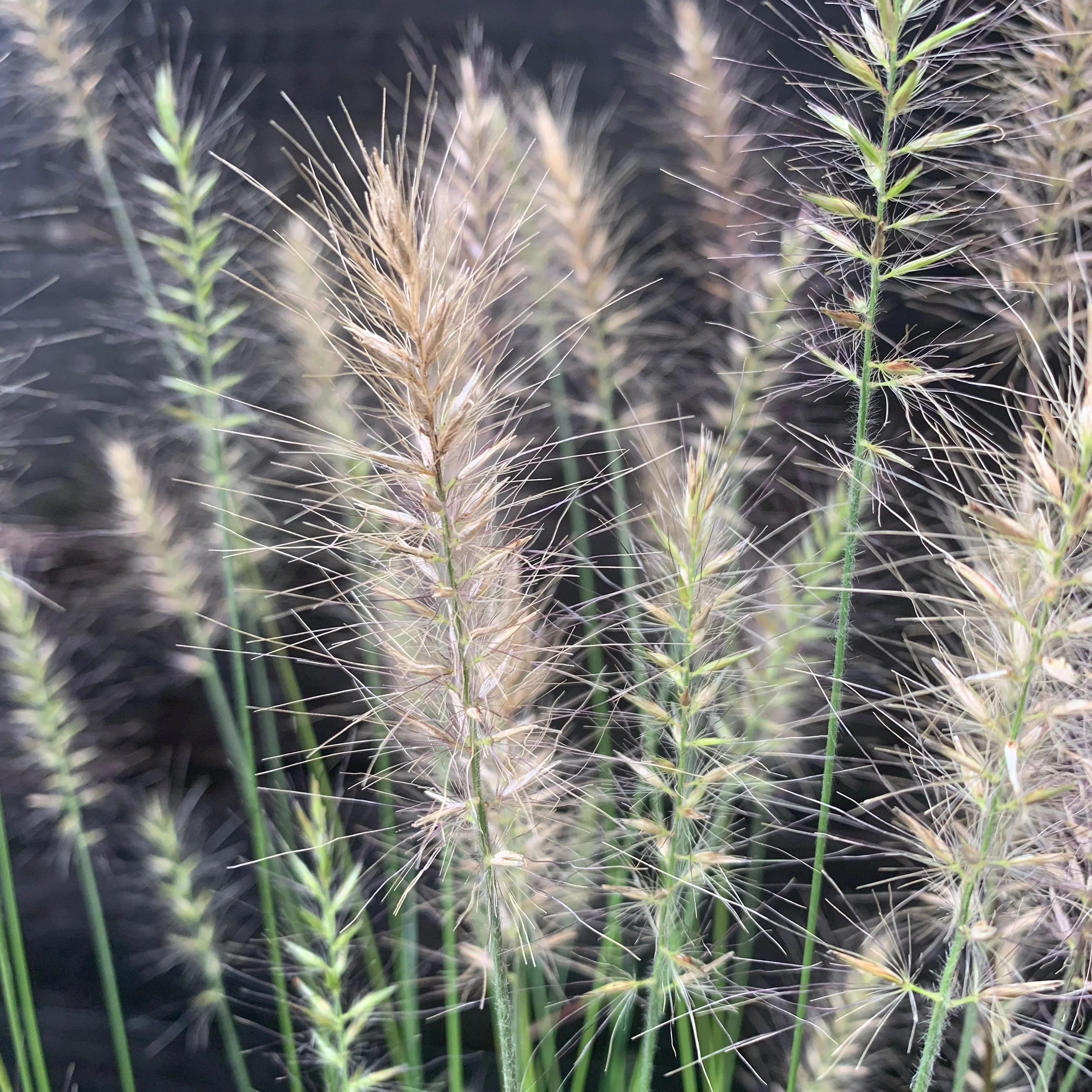 Grass, Hameln Fountain Grass - Image 3