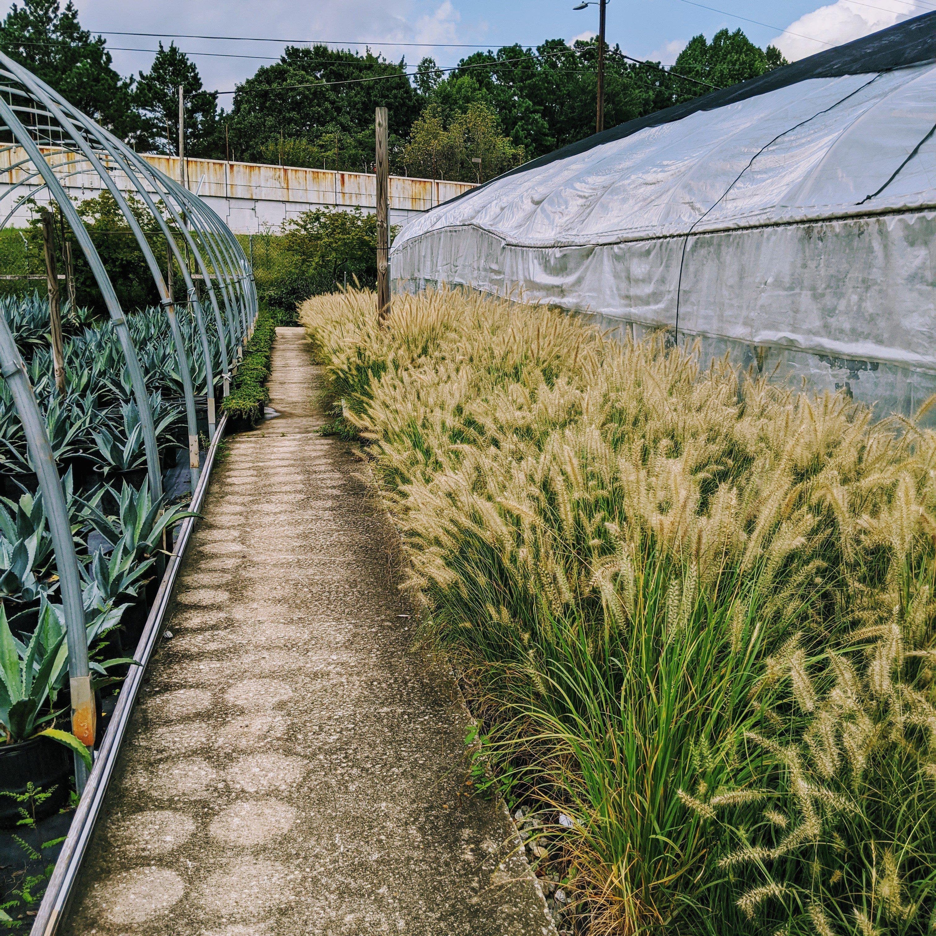 Grass, Hameln Fountain Grass - Image 4