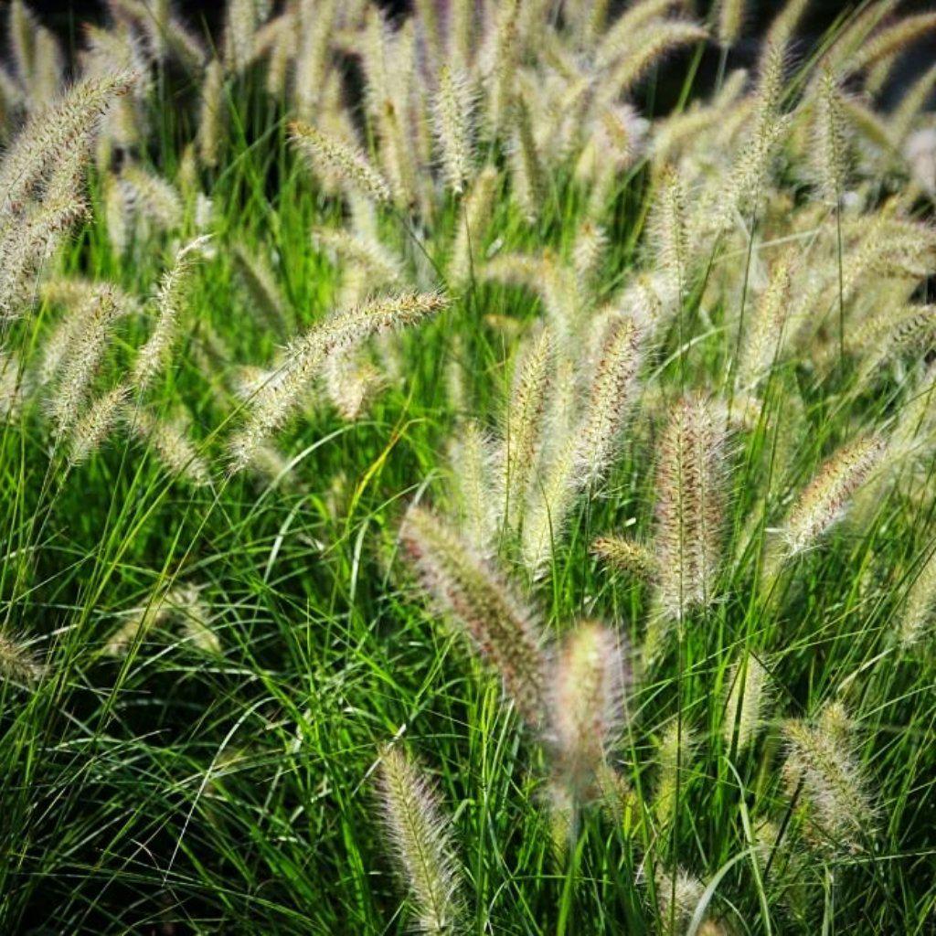Grass, Hameln Fountain Grass - Image 5
