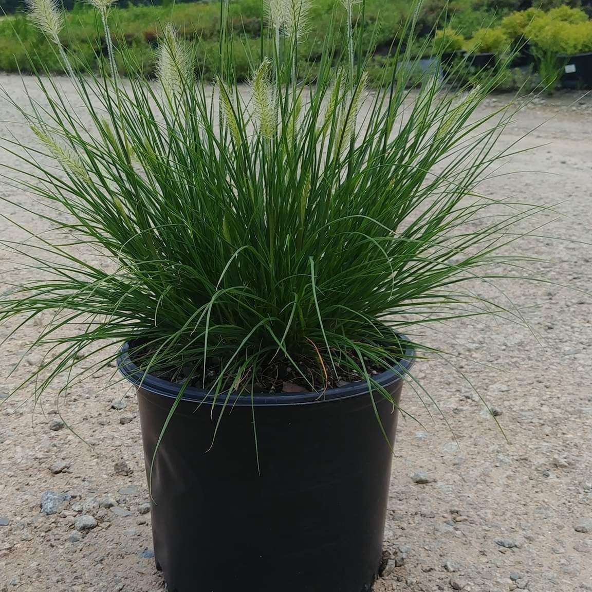 Grass, Hameln Fountain Grass - Image 6