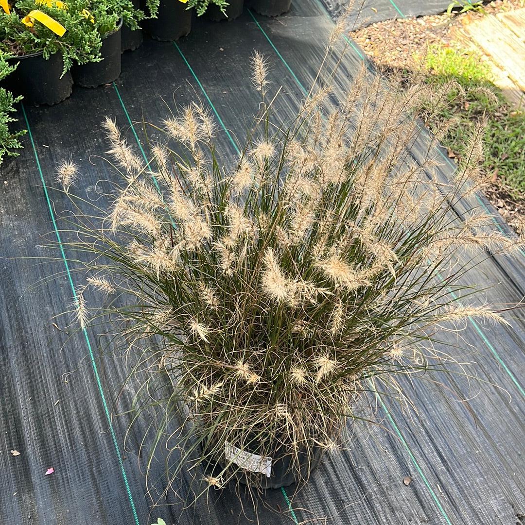 Grass, Hameln Fountain Grass - Image 7