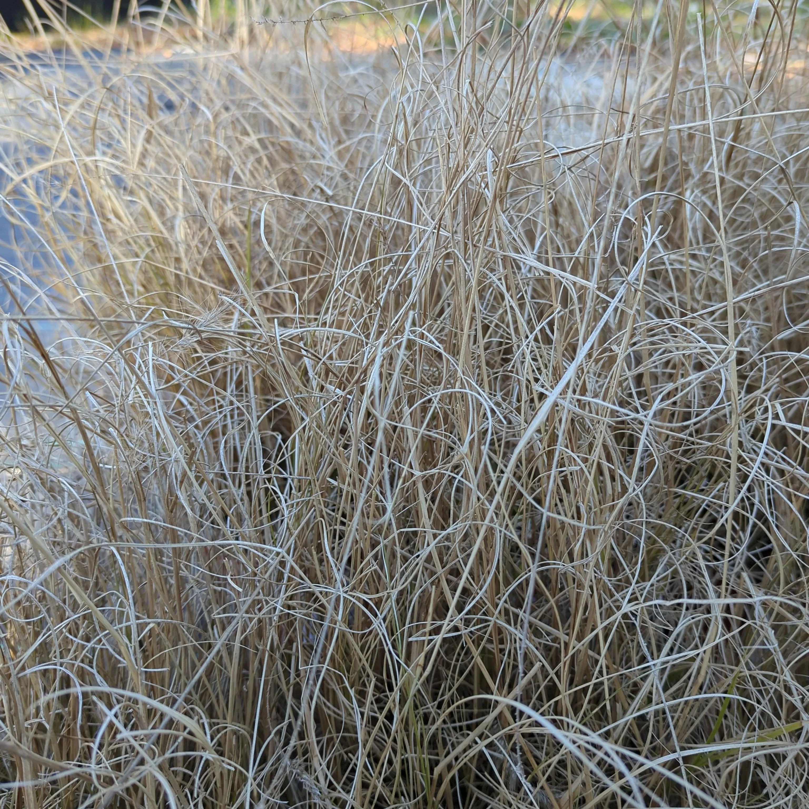 Grass, Hameln Fountain Grass - Image 8