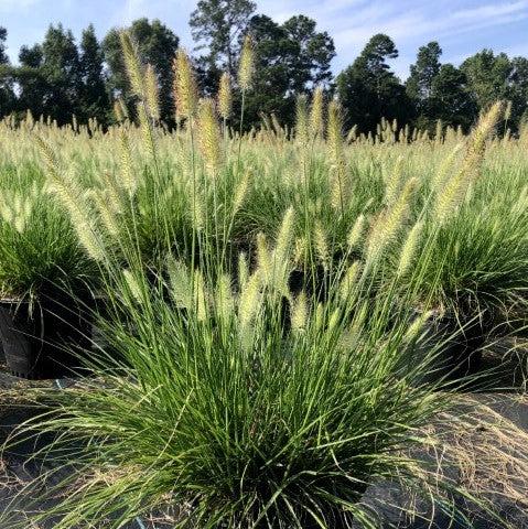 Grass, Hameln Fountain Grass - Image 9