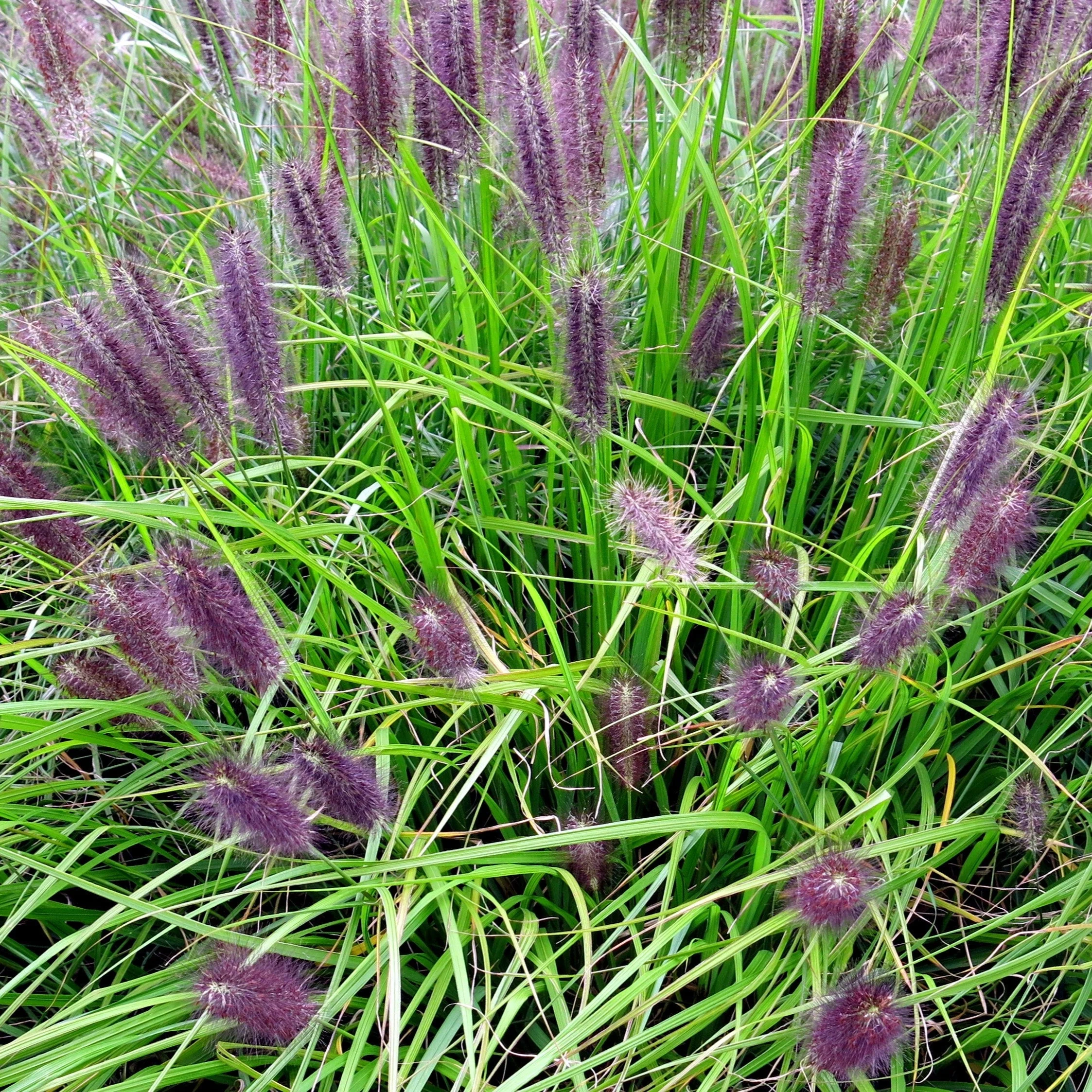 Grass, Red Head Fountain Grass