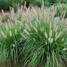 Grass, Etouffee™ Fountain Grass