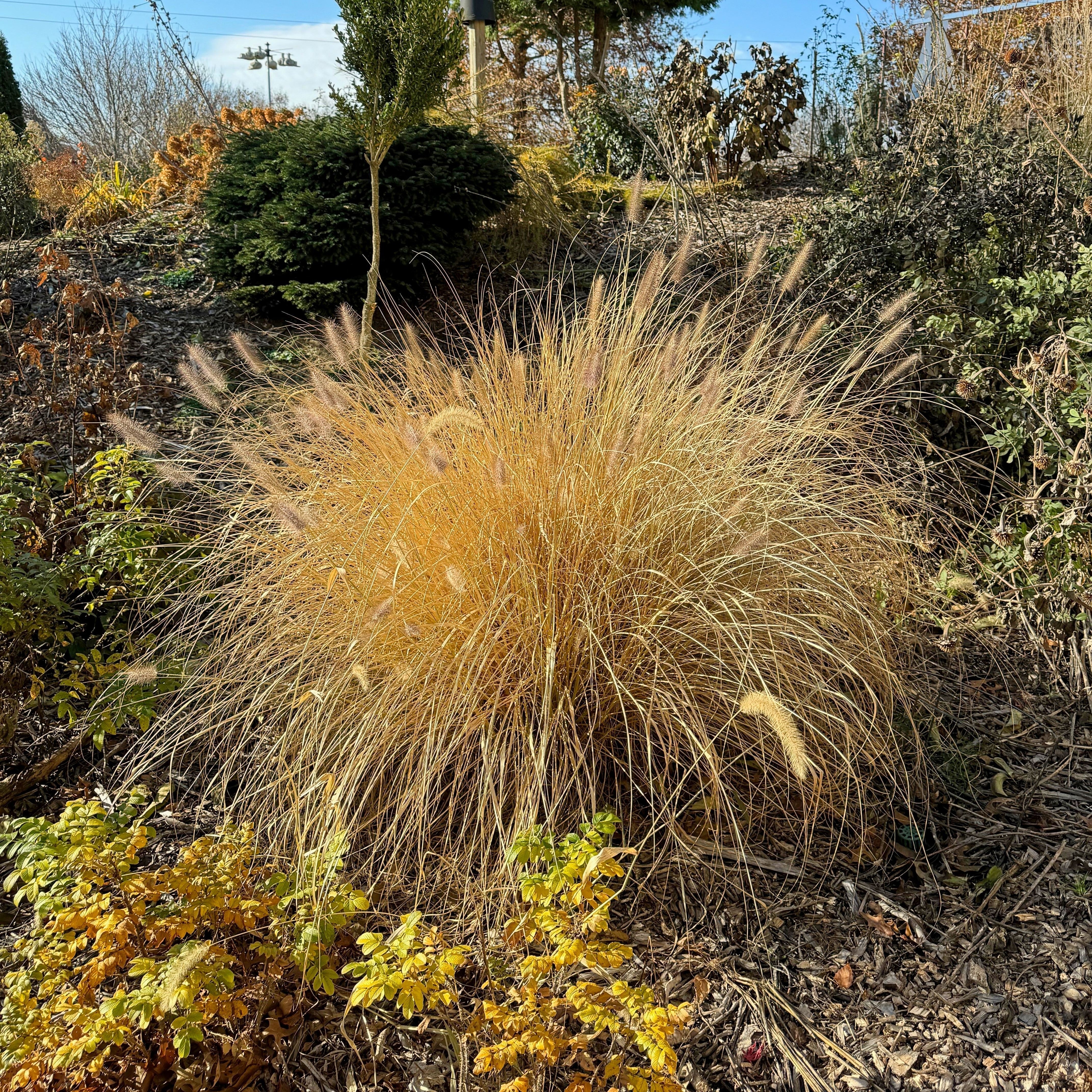 Grass, Cayenne™ Fountain Grass