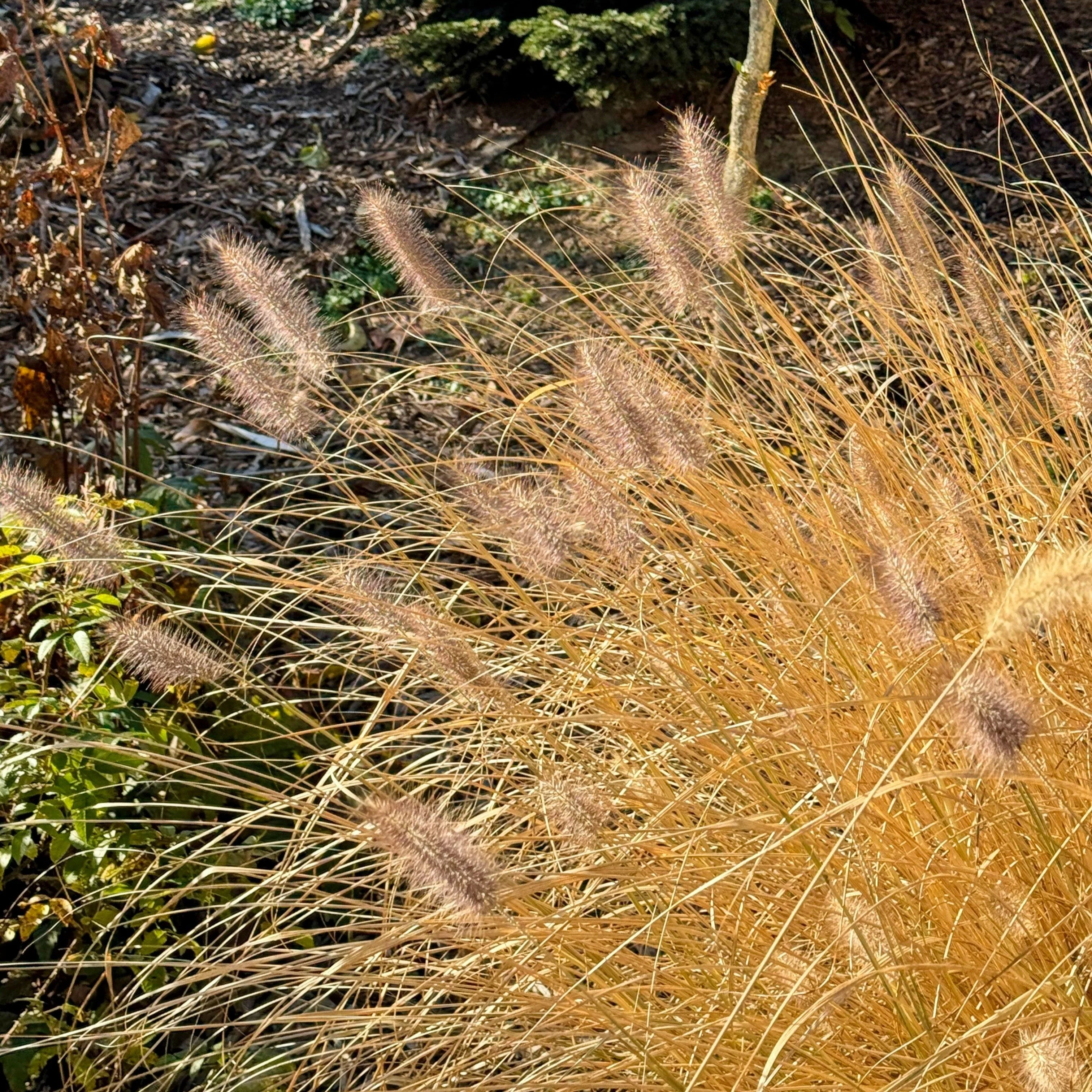 Grass, Cayenne™ Fountain Grass - Image 2
