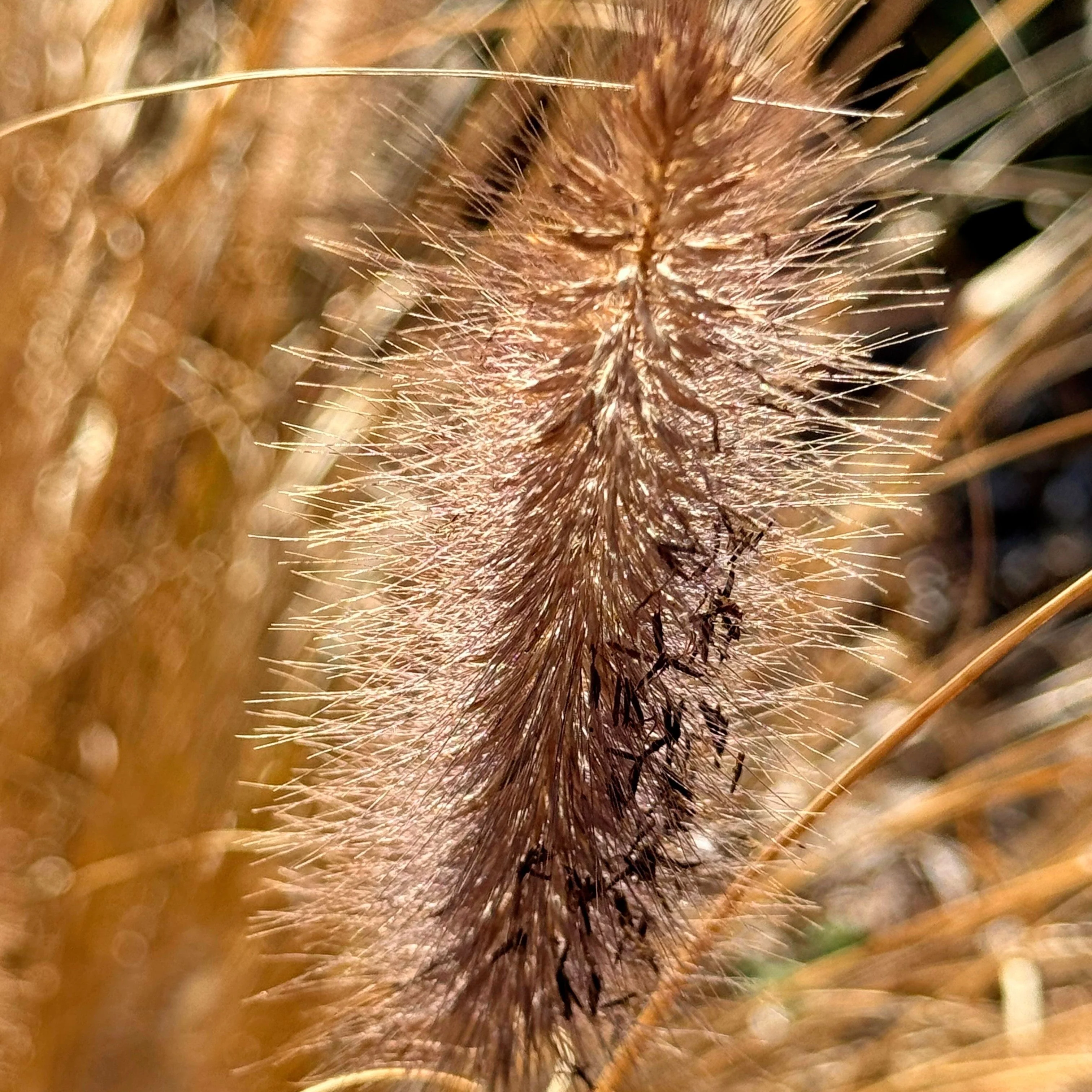 Grass, Cayenne™ Fountain Grass - Image 3
