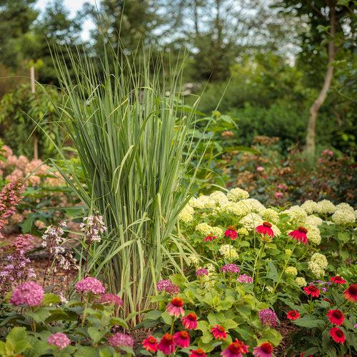 Grass, Prairie Winds® Totem Pole Switch Grass - Image 3