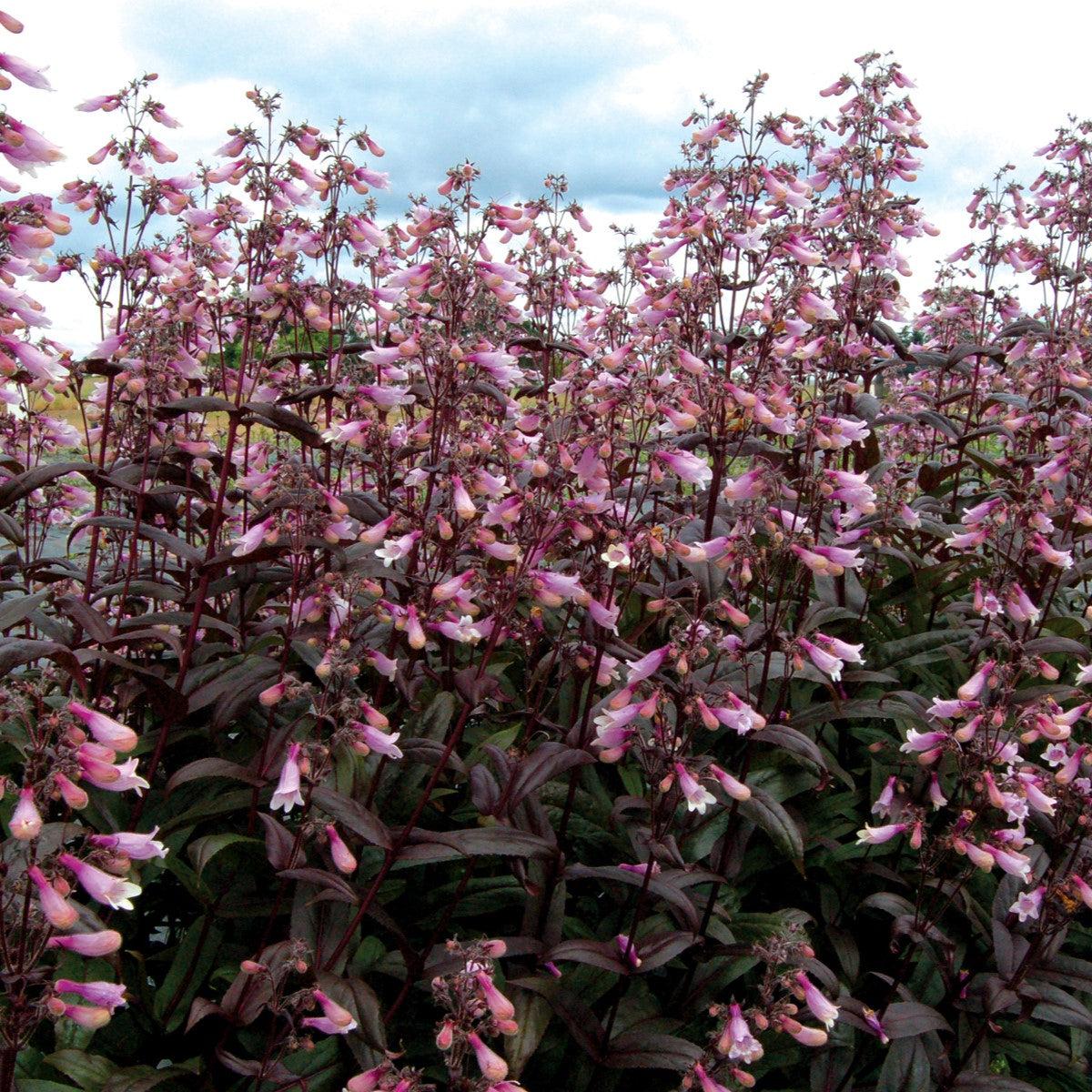 Beardtongue, Dark Towers Beardtongue - Image 3