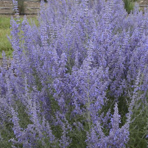 Russian Sage, Denim 'N Lace Russian Sage