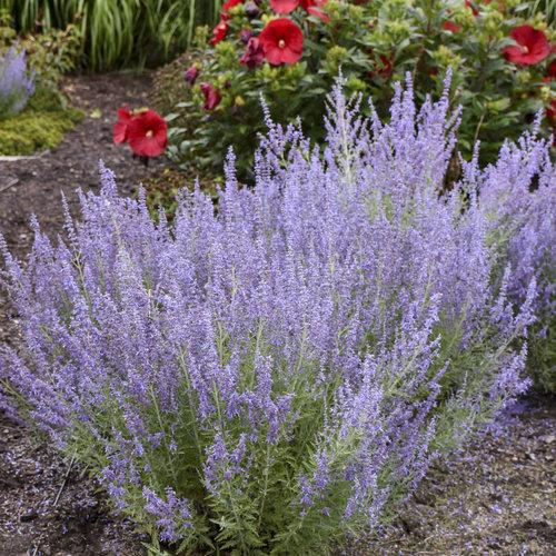 Russian Sage, Denim 'N Lace Russian Sage - Image 2