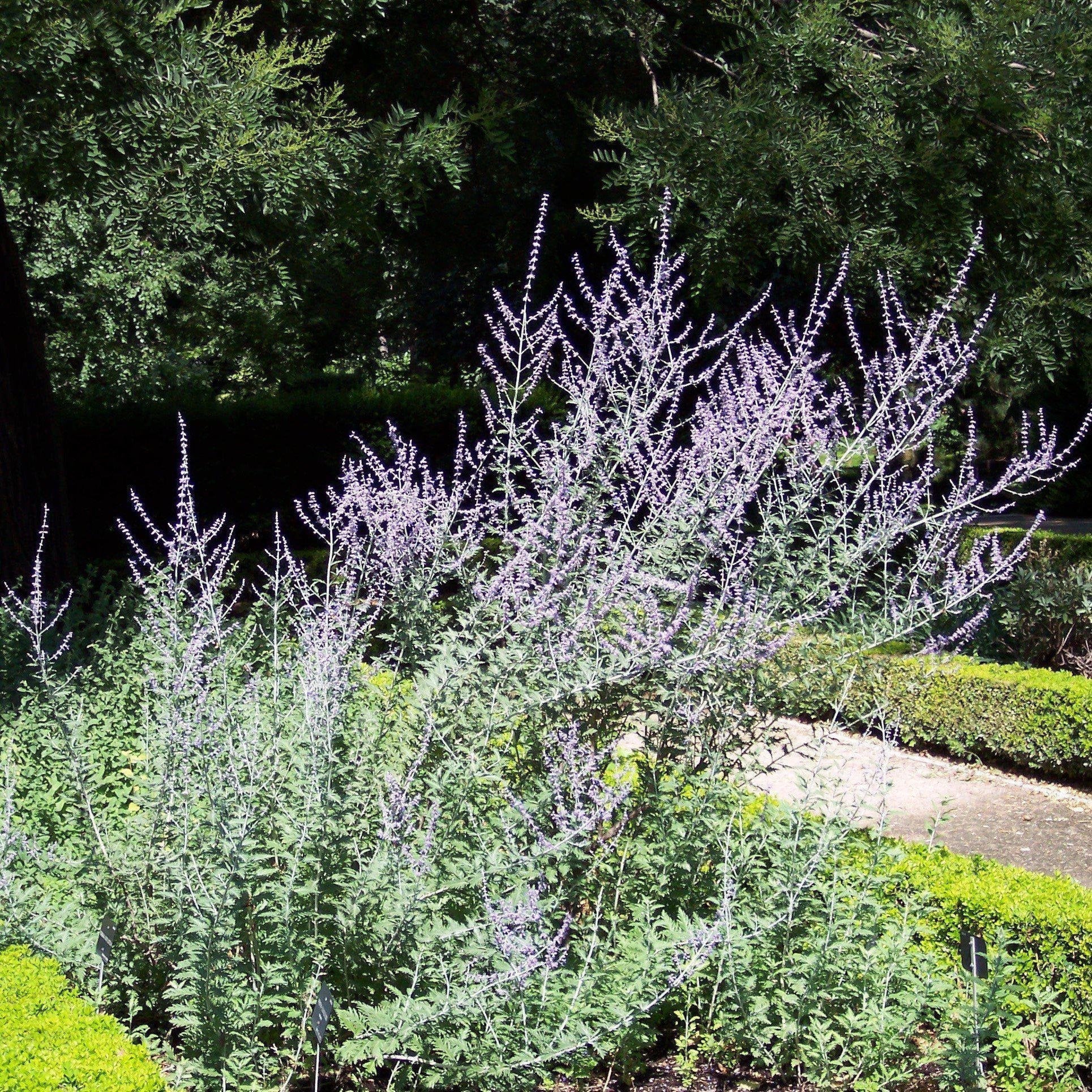 Russian Sage - Image 2