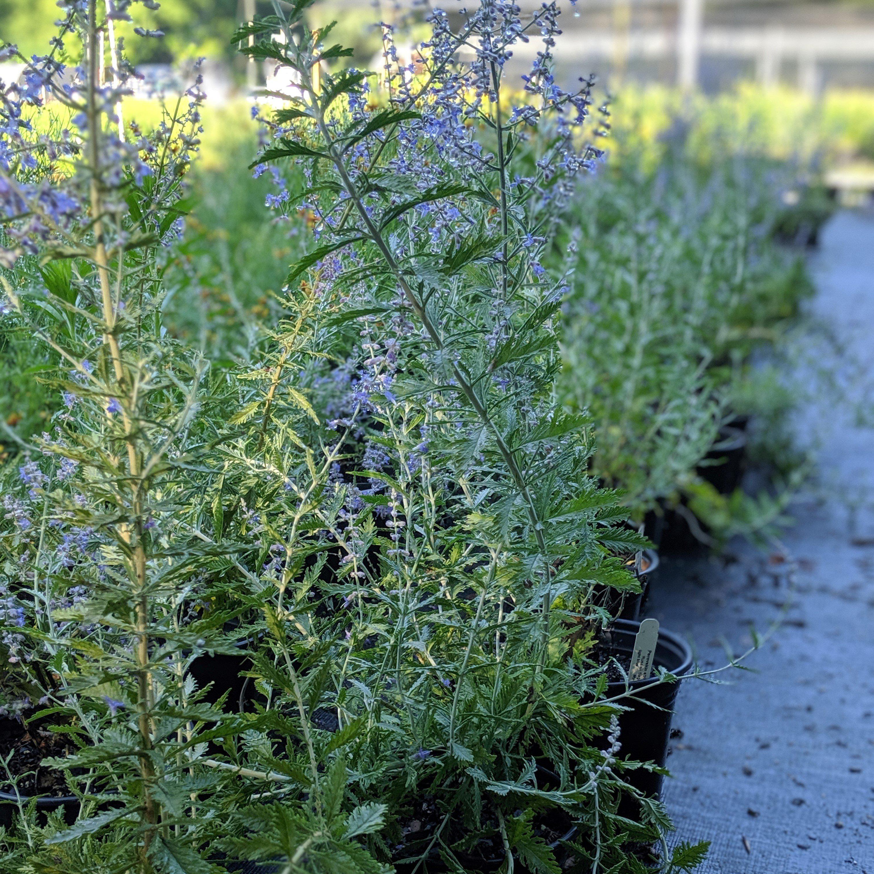Russian Sage - Image 3