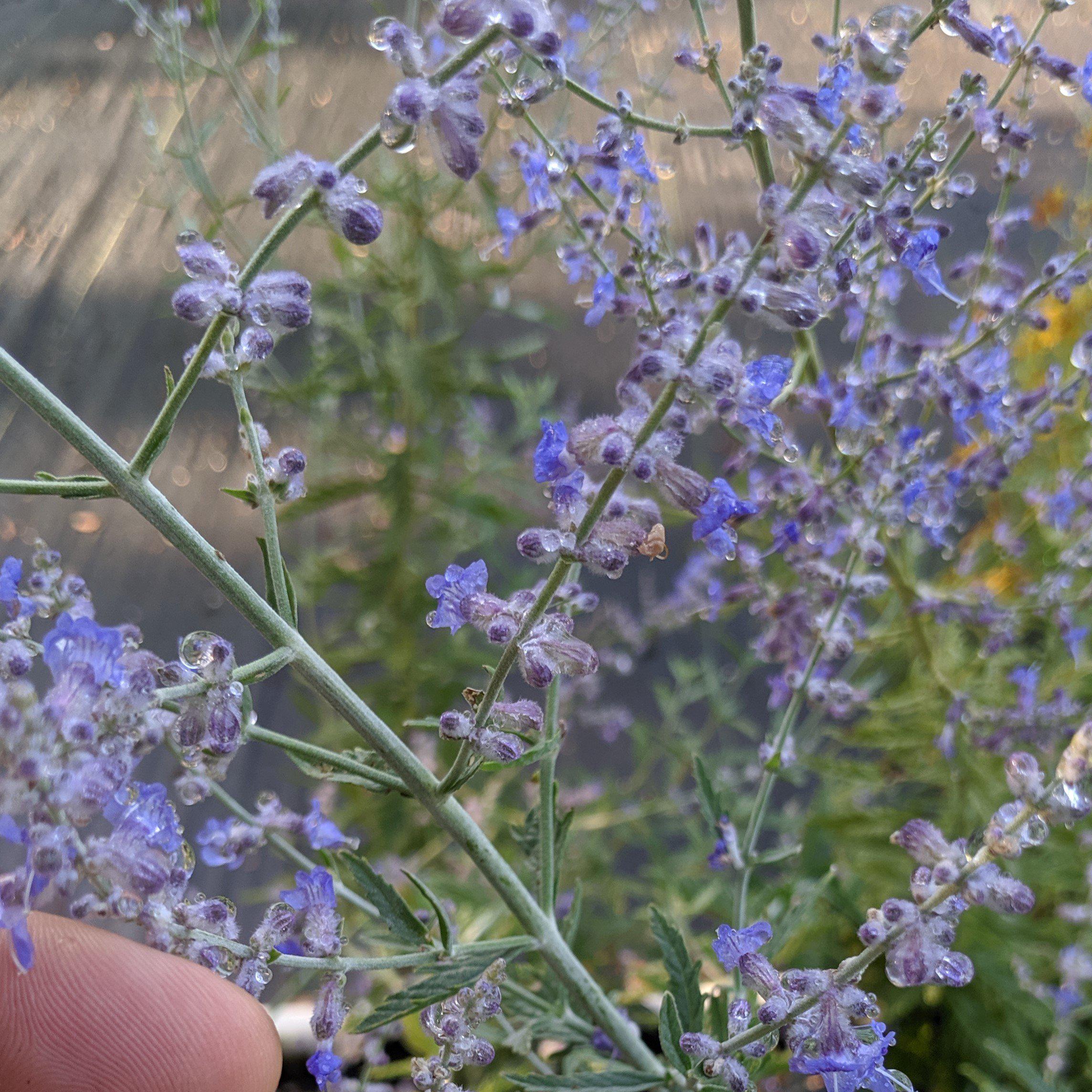 Russian Sage - Image 4