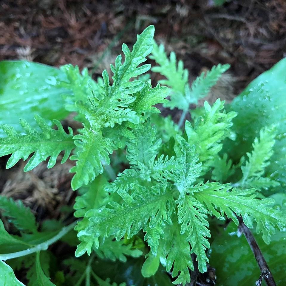 Russian Sage - Image 5