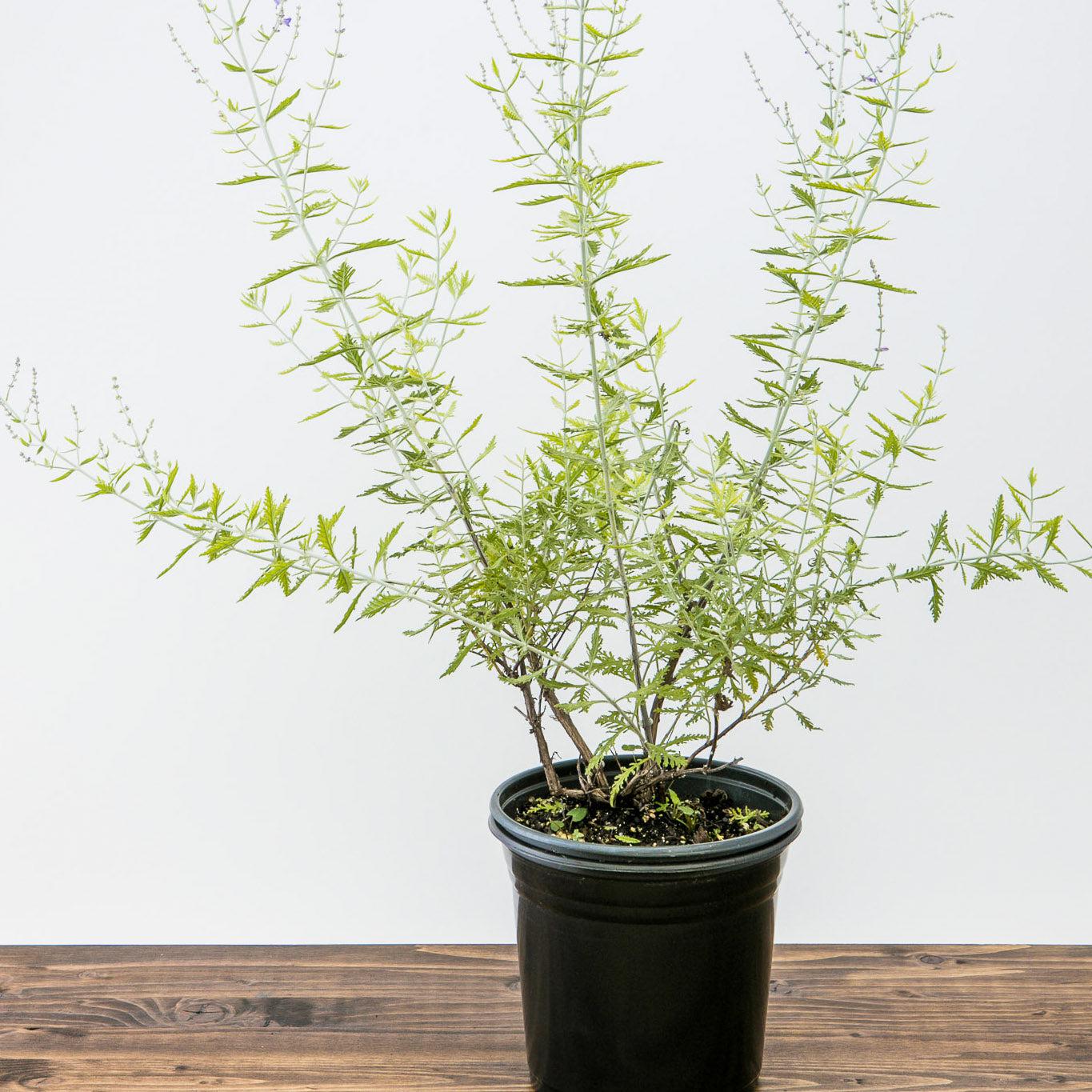 Russian Sage - Image 6