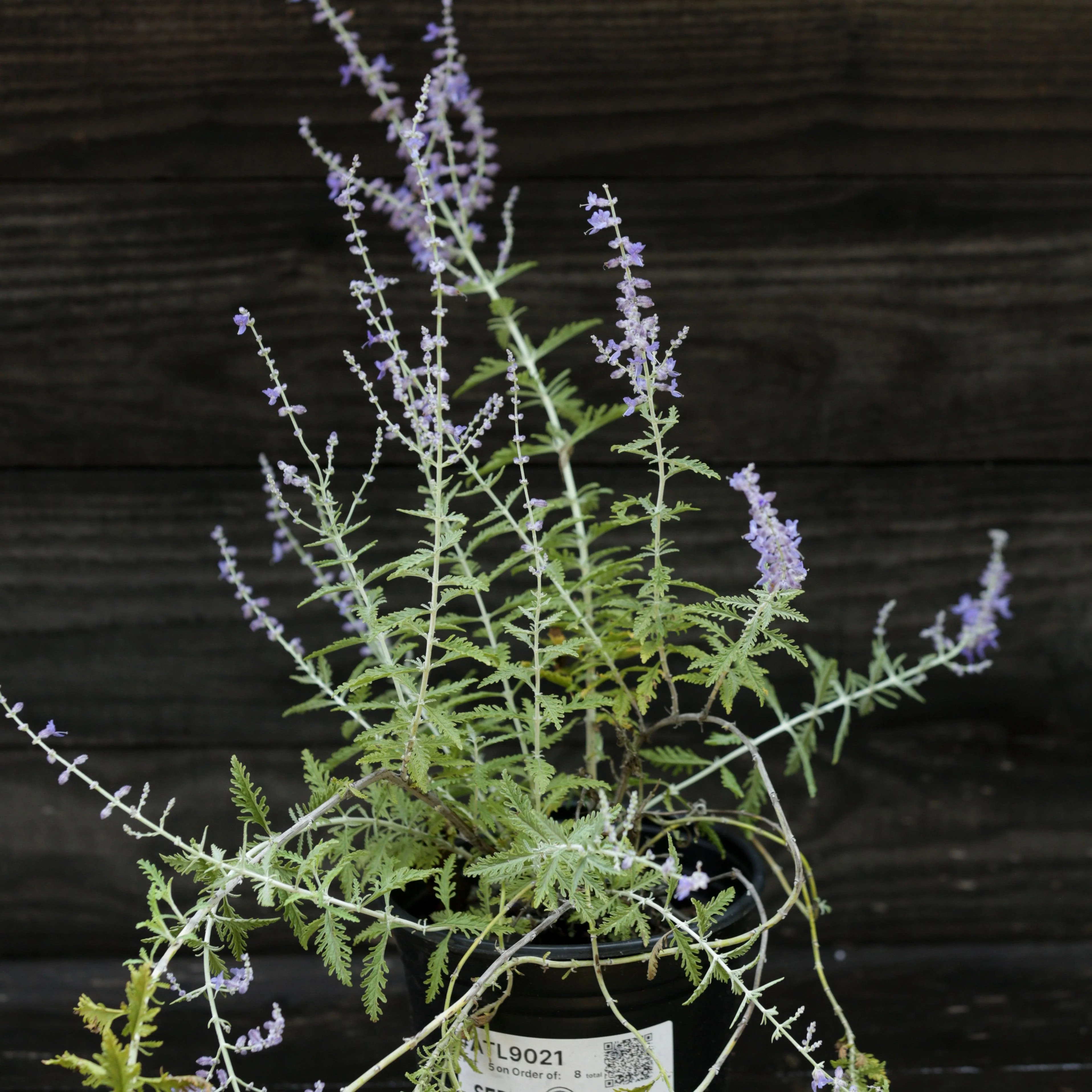Russian Sage - Image 7