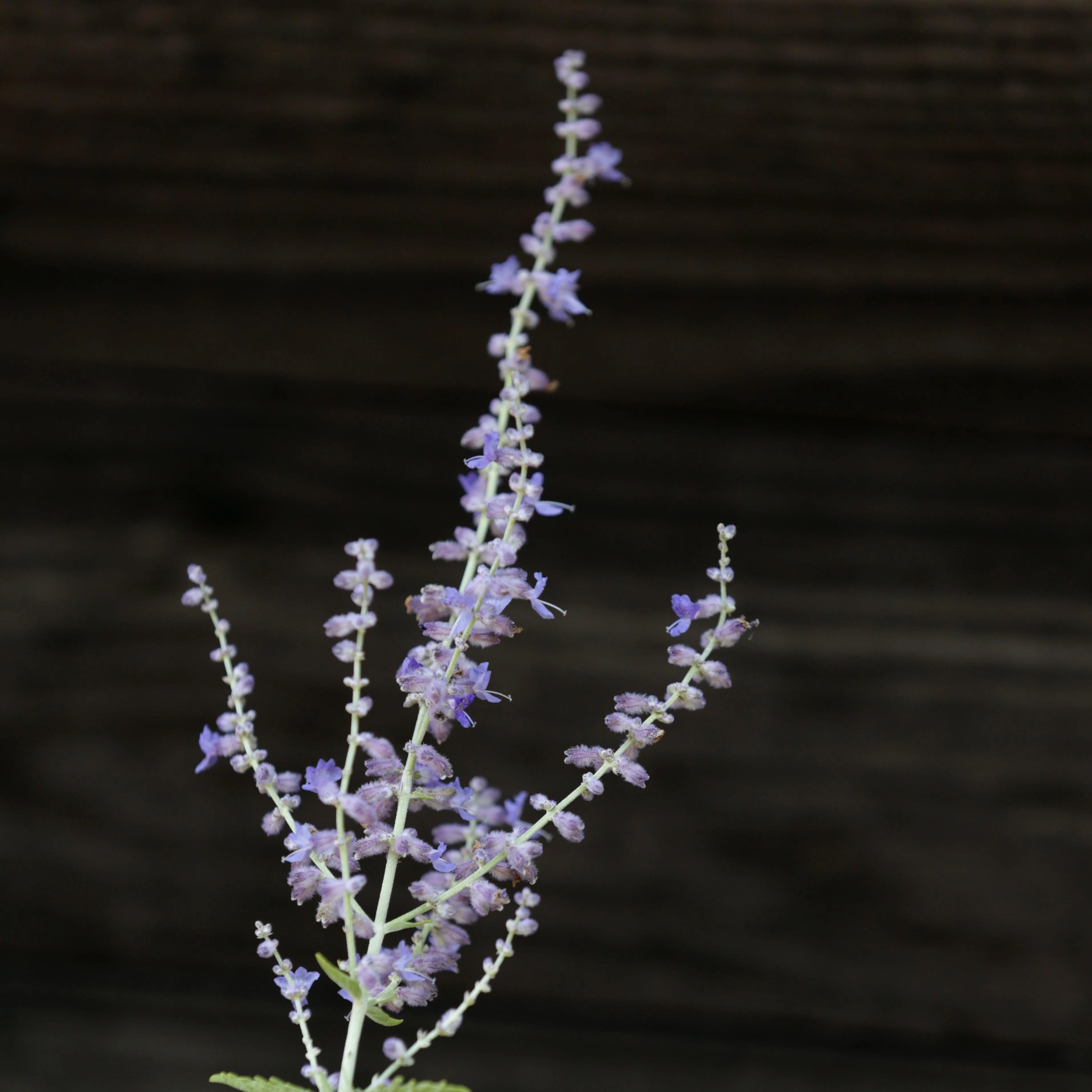 Russian Sage - Image 8