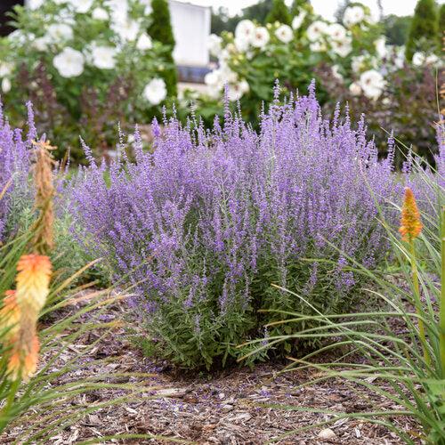 Russian Sage, Sage Advice Russian Sage