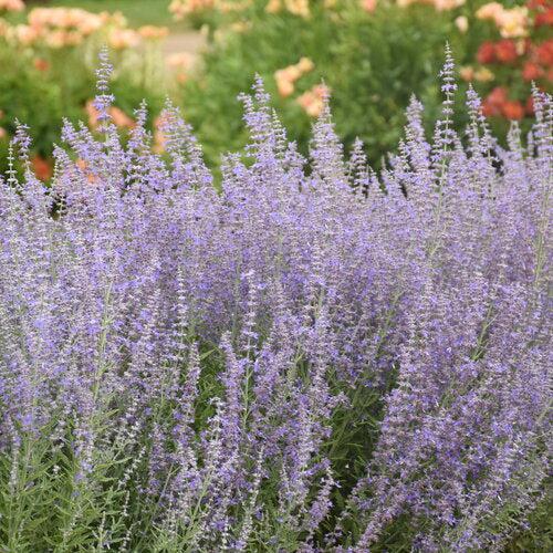 Russian Sage, Sage Advice Russian Sage - Image 2