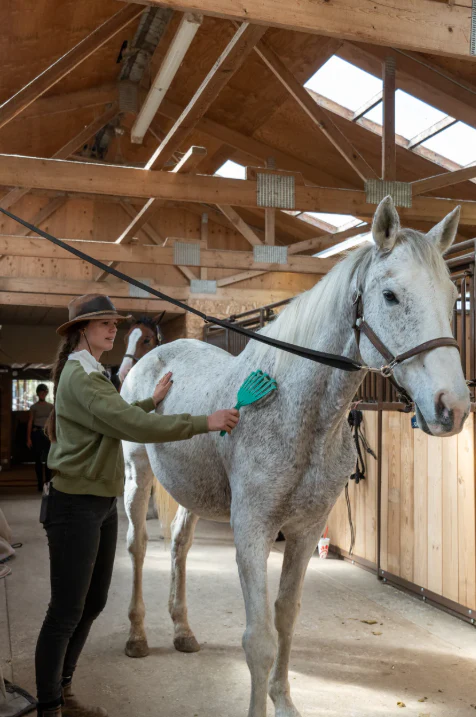 PetKORE GroomRaker: Grooming Tool for Horses - Image 4