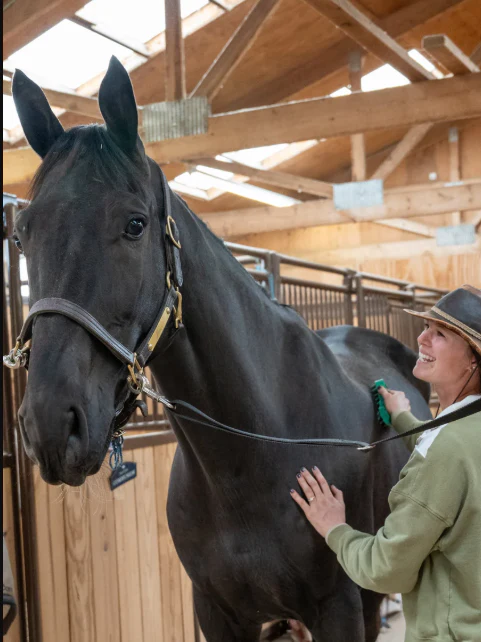 PetKORE GroomBug: The Ultimate Grooming Brush for Horses - Image 4