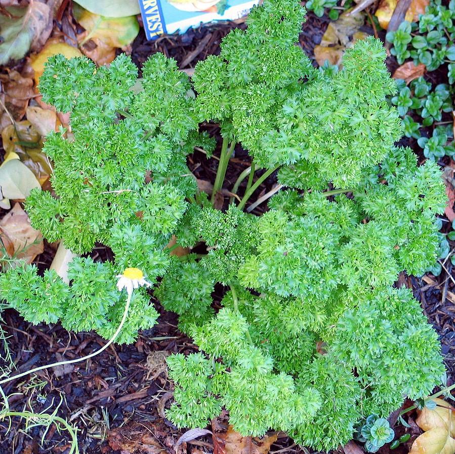 Parsley, Triple Curled Parsley