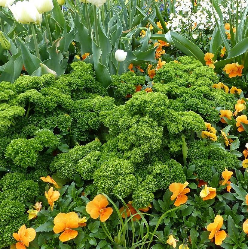Parsley, Triple Curled Parsley - Image 2