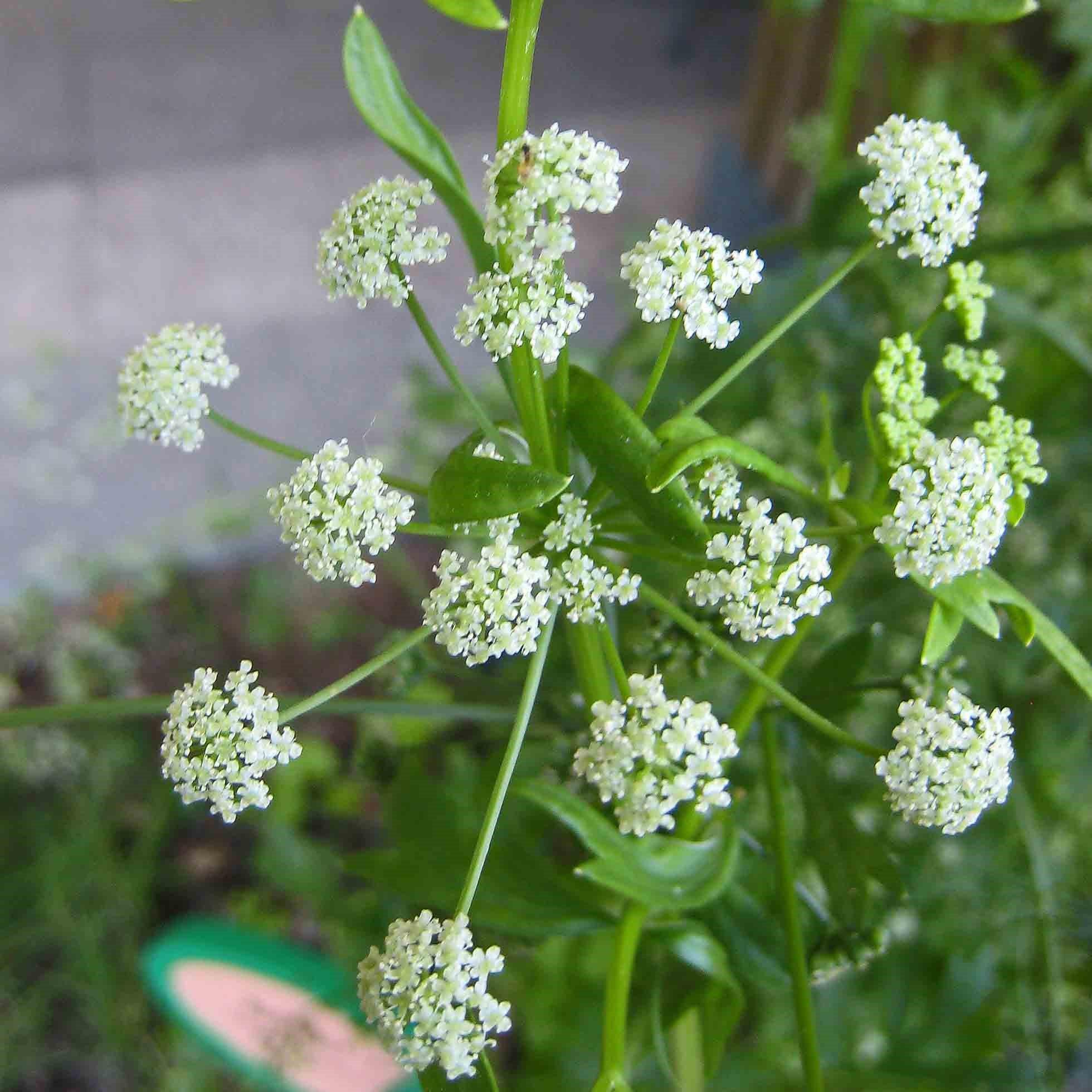 Parsley, Triple Curled Parsley - Image 4