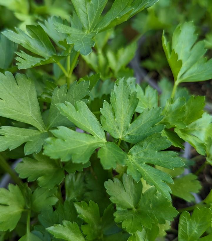 Parsley, Italian Parsley