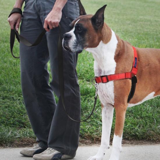 PetSafe Deluxe Easy Walk Rose Red & Black Dog Harness - Image 4