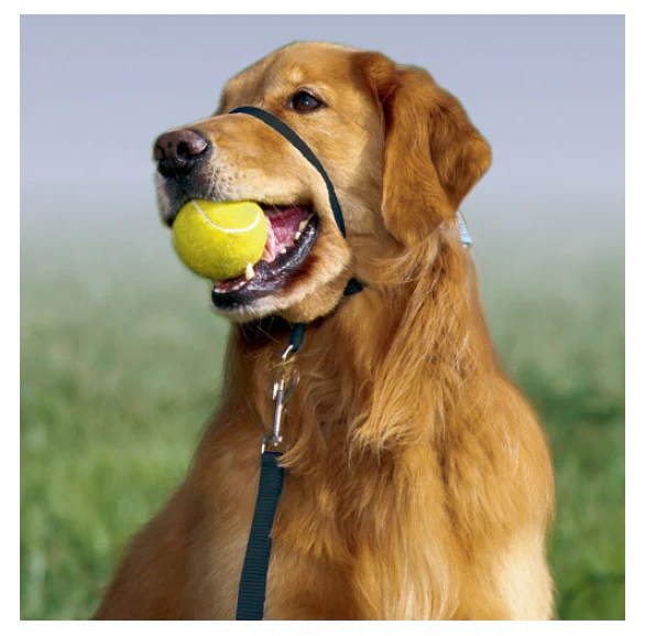 Petsafe Gentle Leader Quick Release Black Headcollar for Dogs - Image 2