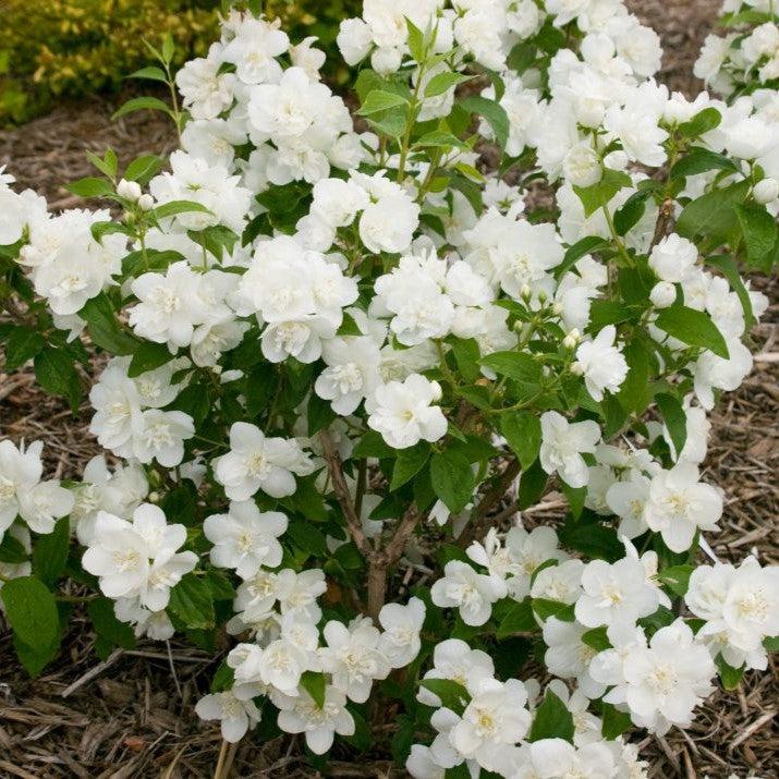 Mockorange, First Editions® Snow White™ Mockorange - Image 2